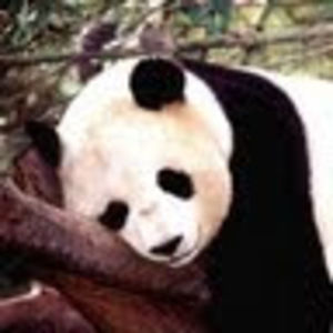 Meet your Posher, Alice